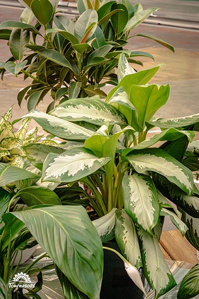 Aglaonema Silver Moon